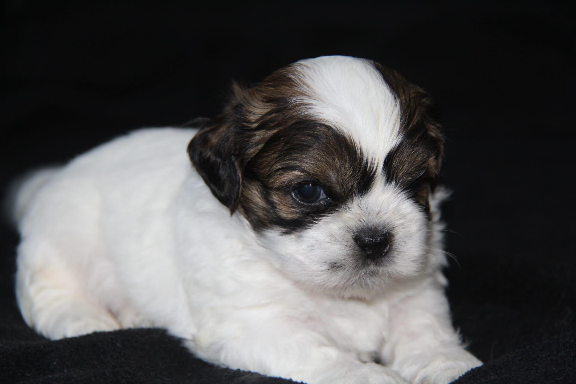 Cachorra Shih-Tzu