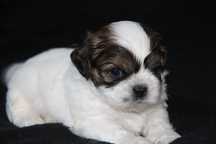 Cachorro Shih-Tzu com Lop Pedigree
