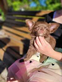 Piesek Chihuahua długowłosy  czekolada z białymi znaczeniami