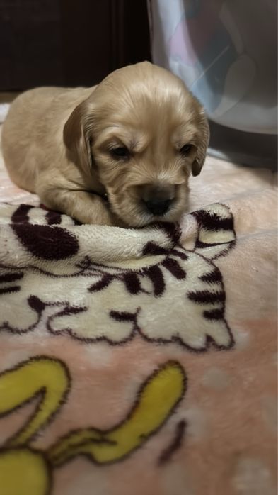 Милі дітки кокери спаніелі шукають нову сімʼю