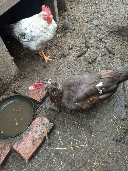 Продам індокачки . 1200 за пару