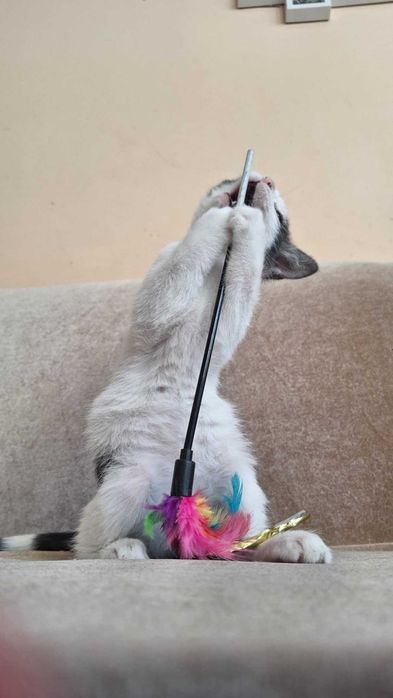 maly kociak do oddania