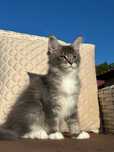 Ava-kotka Maine Coon