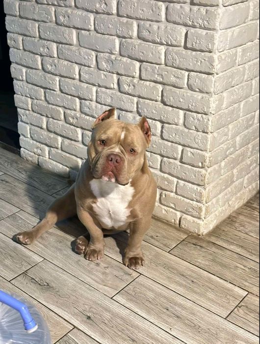 Открыт для вязки кобель Американский Булли. Документы АБКС