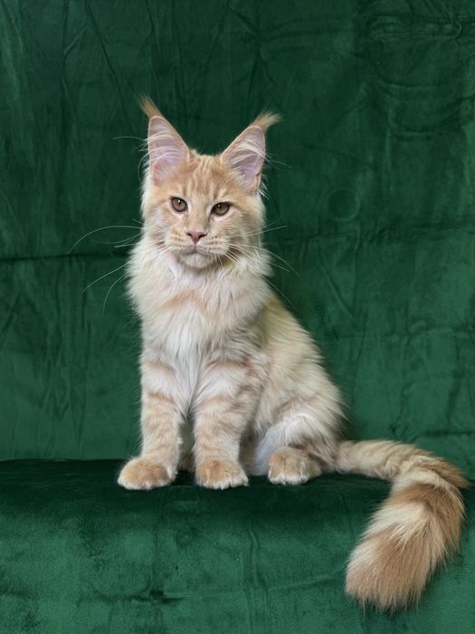 Maine coon хлопчик