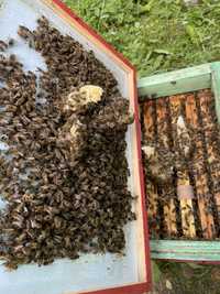 Pszczoły odkład ramka wielkopolska