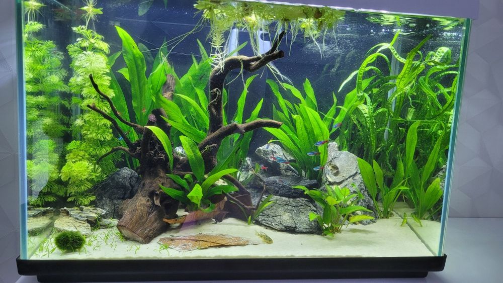 Akwarium 80l  z życiem i wszelkimi akcesoriami
