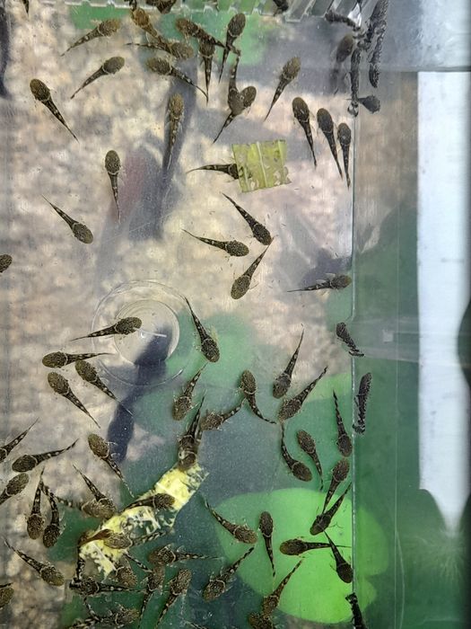 Ancistrus sp recem nascidos e com mais de um ano