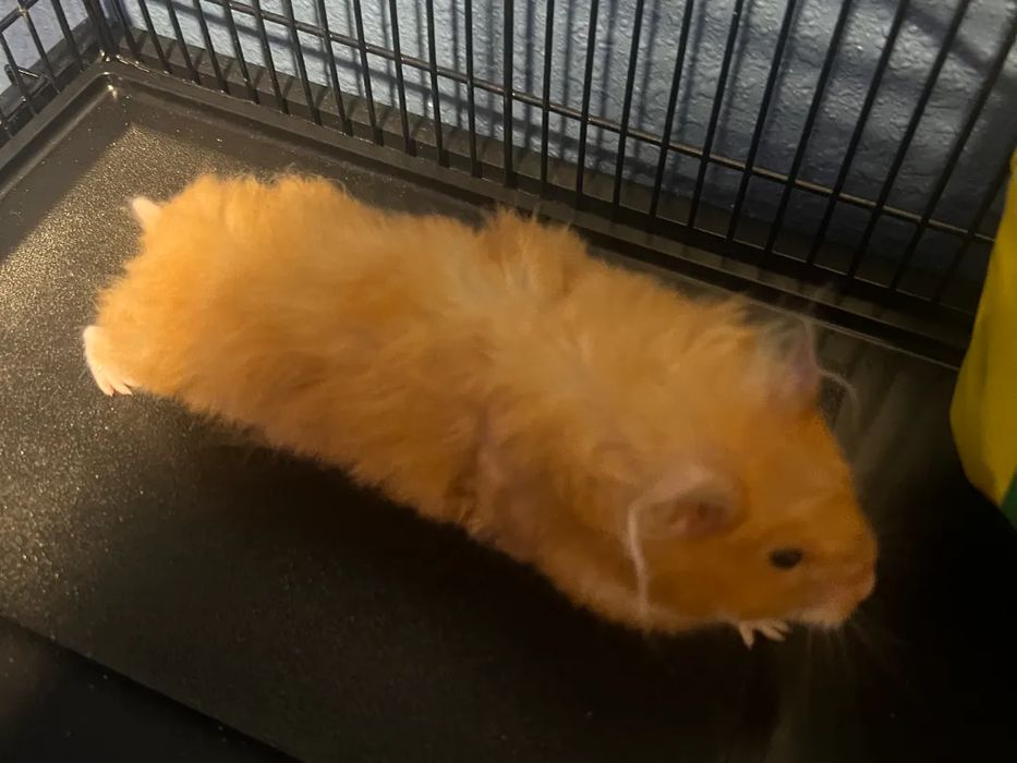 Cobertura para Escada de Hamster