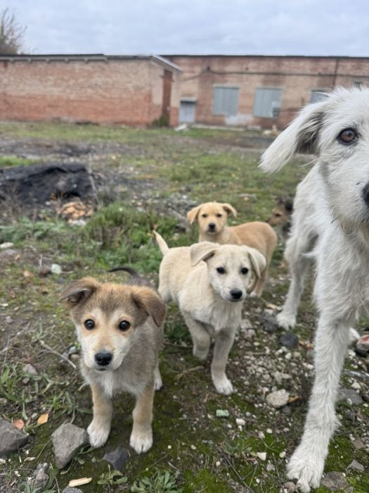 Віддам безкоштовно