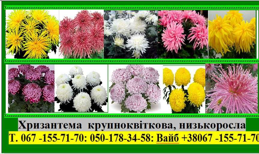 Хризантема крупноквіткова низькоросла  85 гр
