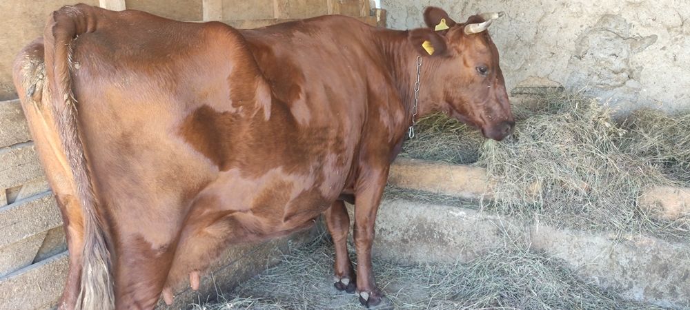 Продам корову на хозяйство