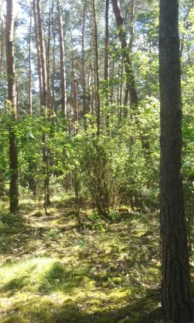 sprzedam las w miejscowości Kochów