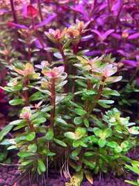 Ammania sp. BONSAI - roślina do akwarium - sklep AQUA PLANT