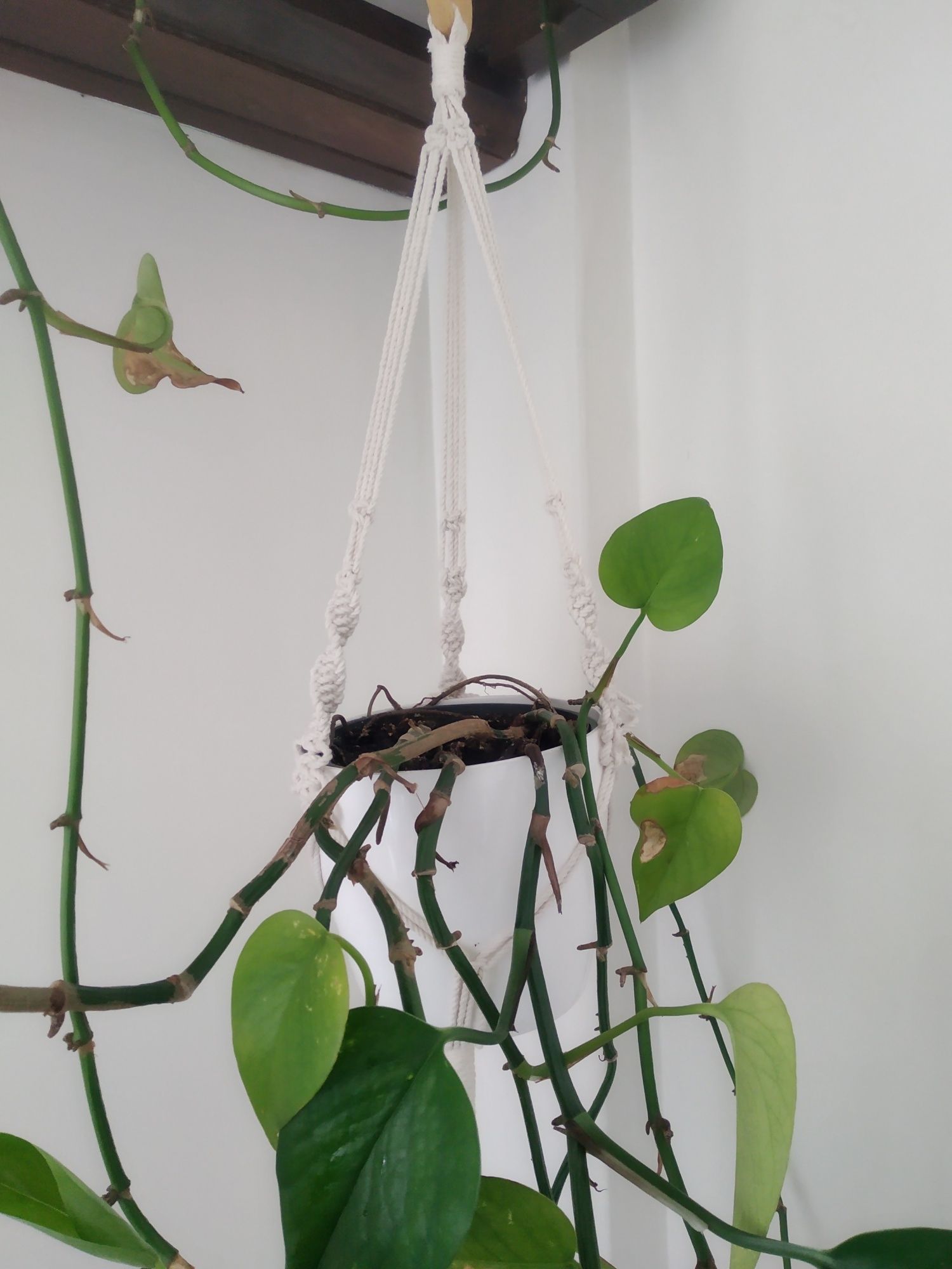 Suporte de plantas em macramé