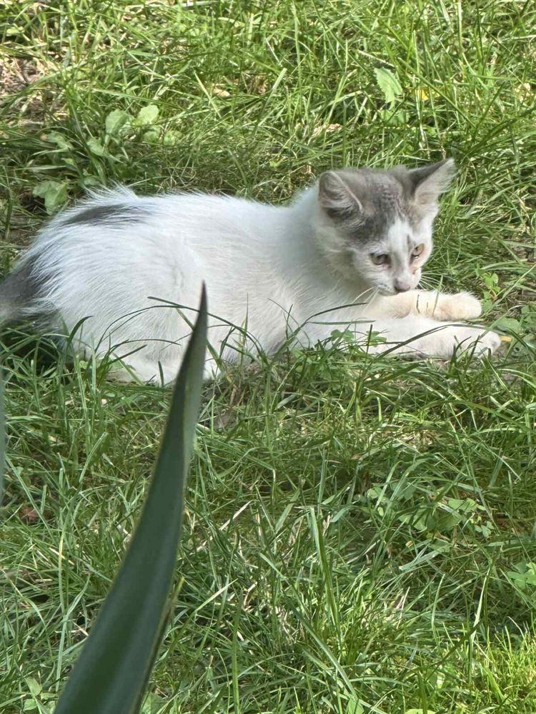 Котики дівчатка у добрі руки