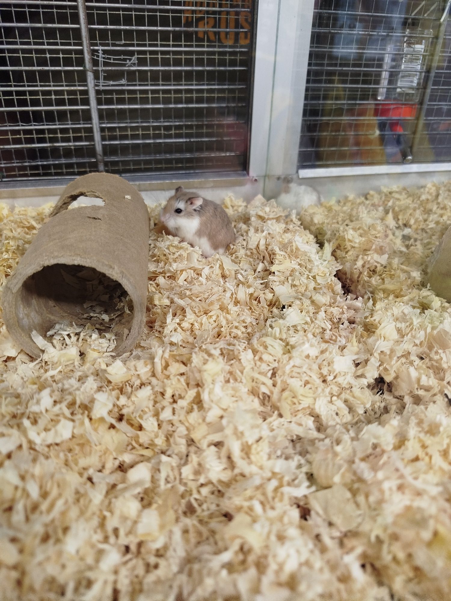 Młode Chomiczki Roborowskiego Sklep zoologiczny