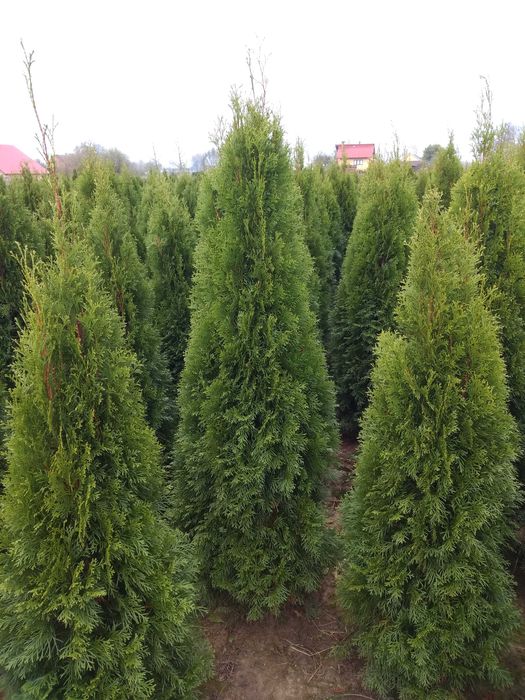 Tuja Szmaragd 150-200.Wyprzedaż.Dowóz