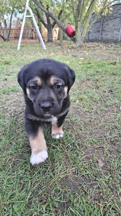 Pieski do oddania- za darmo