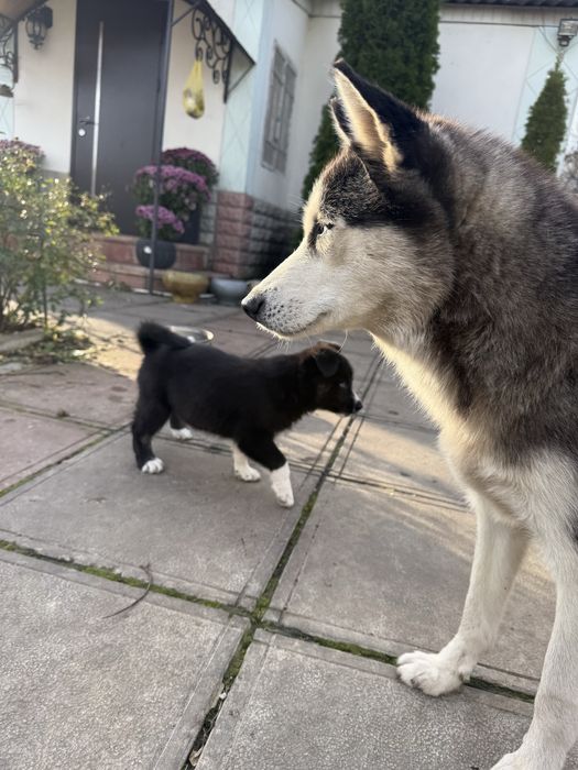 Щенки Хаскі дві дівчинки