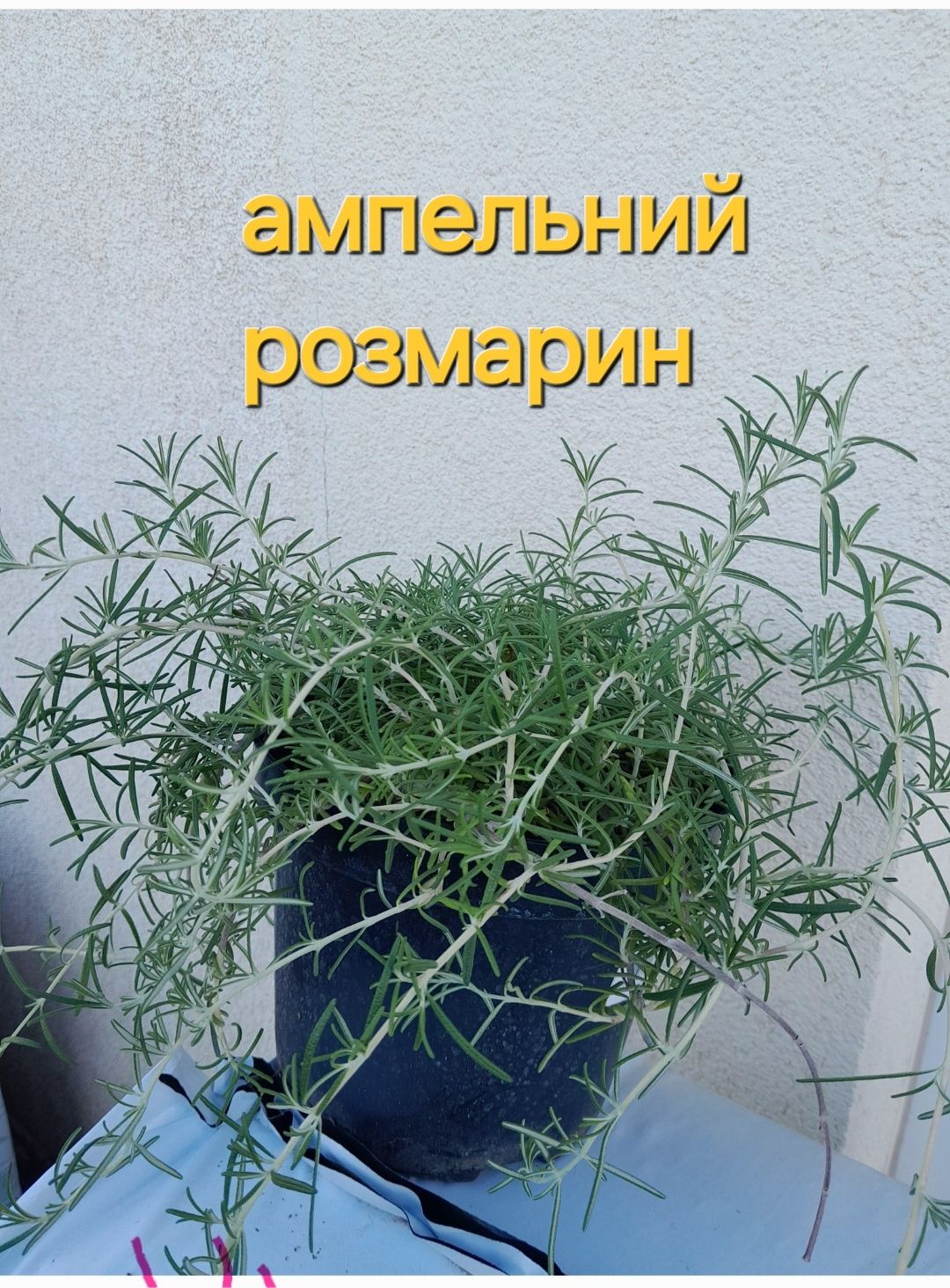 М'ята на посадку і лікувальні трави