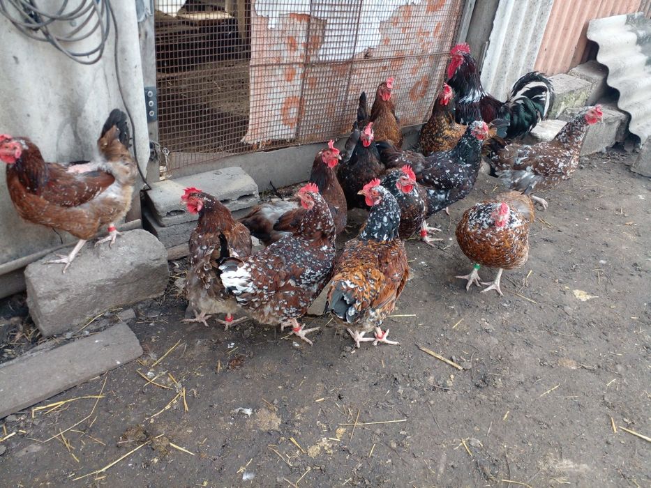 Куры ливенские ситцевые