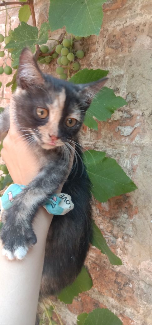Котенок девочка бесплатно. Кошечка даром. Котята. Кошка.