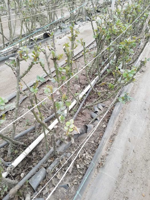 Pés de roseira para plantar / rosas para decoração / arranjos