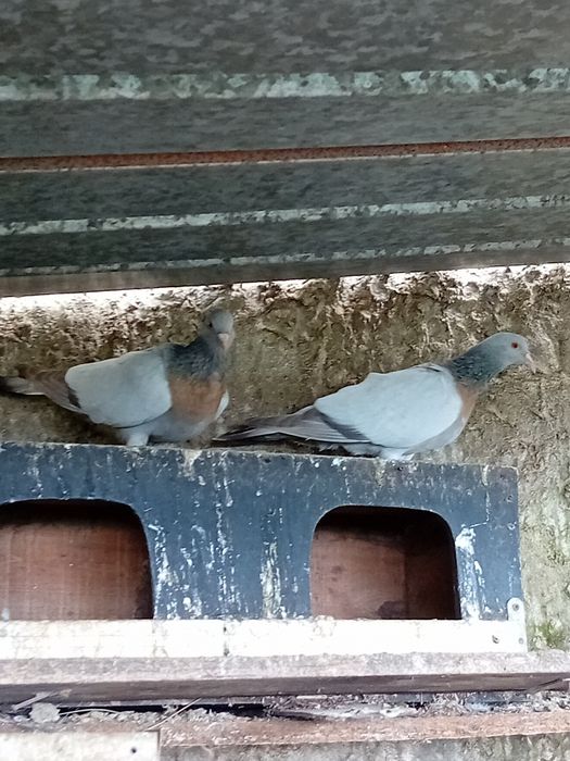 Vendo pombos coburgos