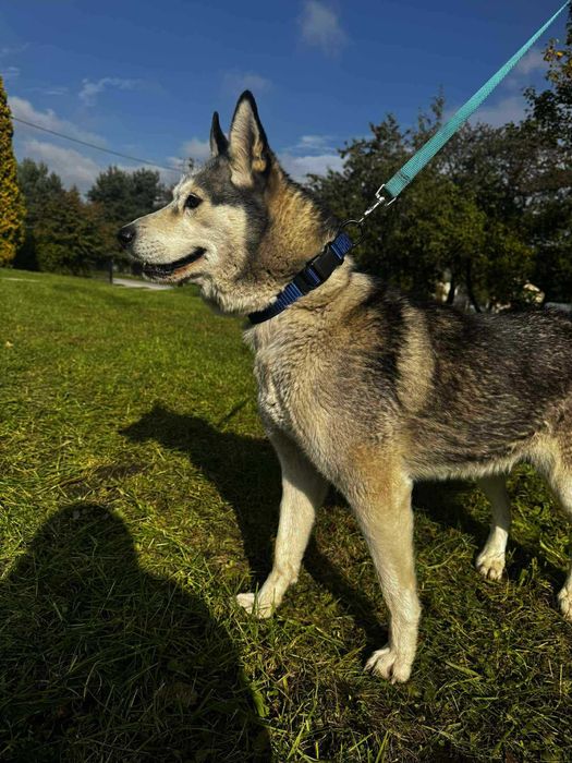 Luna w typie Husky szuka domu