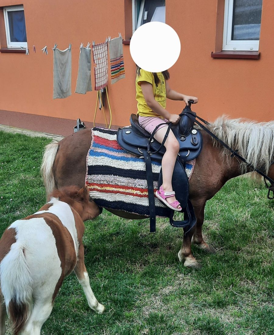 Klacz kucyka ze źrubką