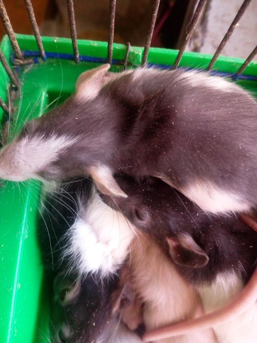 Крисята, декоративні криски, домашні щурики