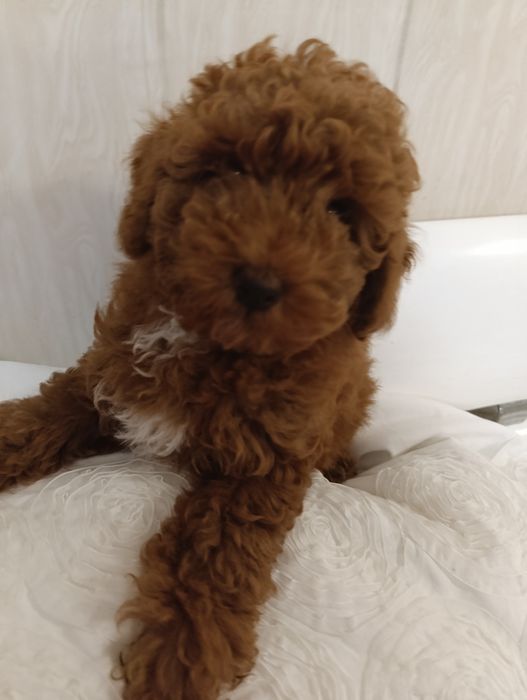 Мальтіпу чудові малюки