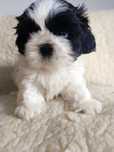 OKAZJA! Śliczna suczka Shih Tzu szuka domu (RODOWÓD/SZCZEPIENIA)