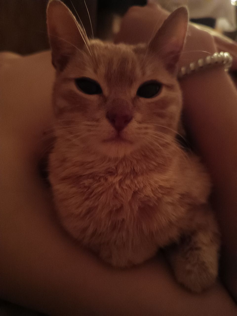 кот, плюс минус 1  годик