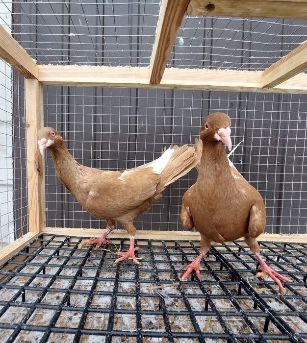 Gołębie bródki żółte