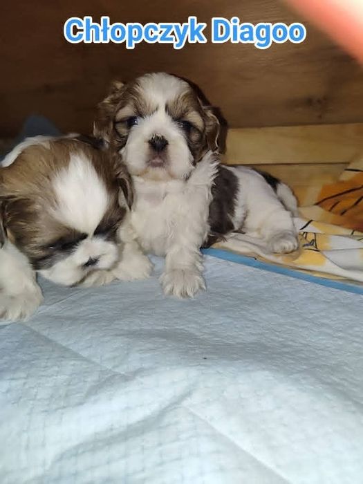 Shih tzu rezerwacji