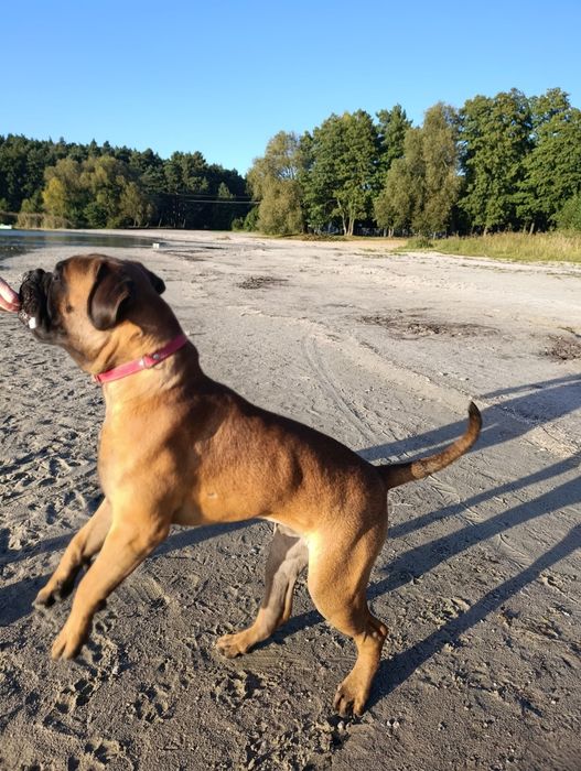 Szczenię Bullmastiff super rodowód FCI