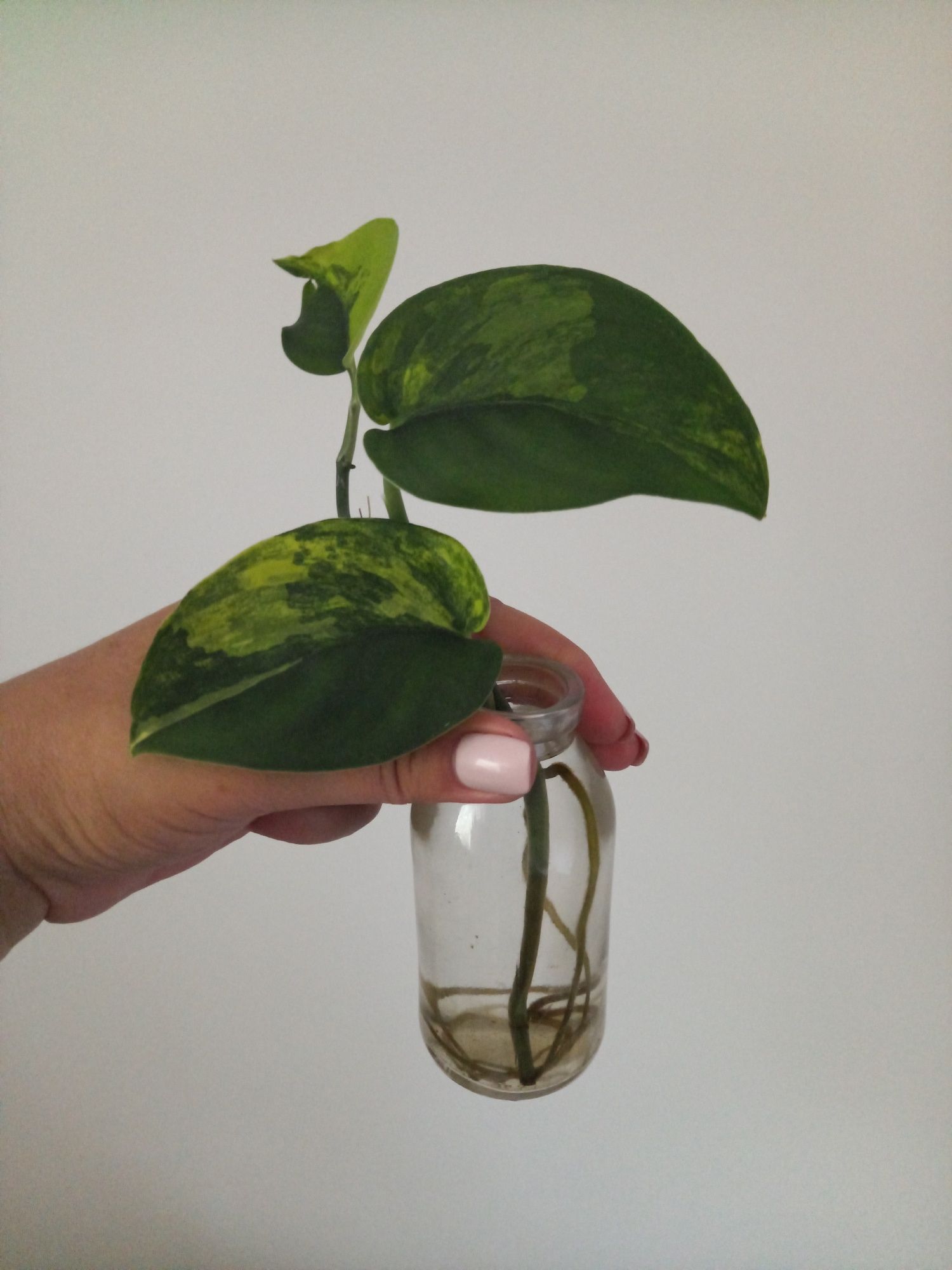 Scindapsus Jade Satin Variegata