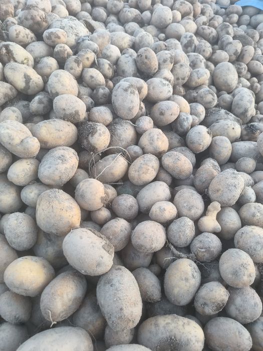 Ekologiczne ziemniaki na sprzedaż