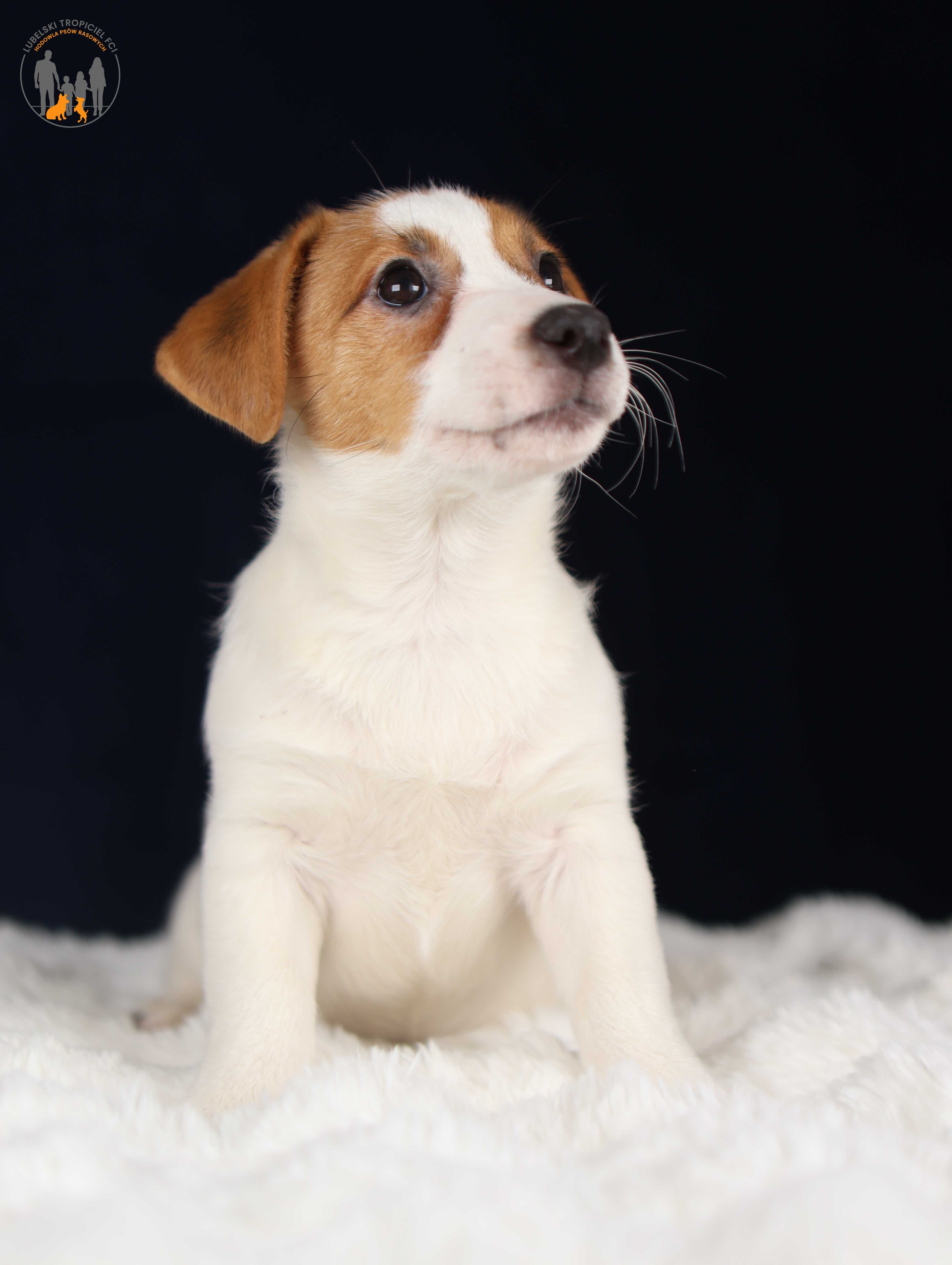 Jack Russell Terrier ZKwP FCI k.włos -rezerwacja