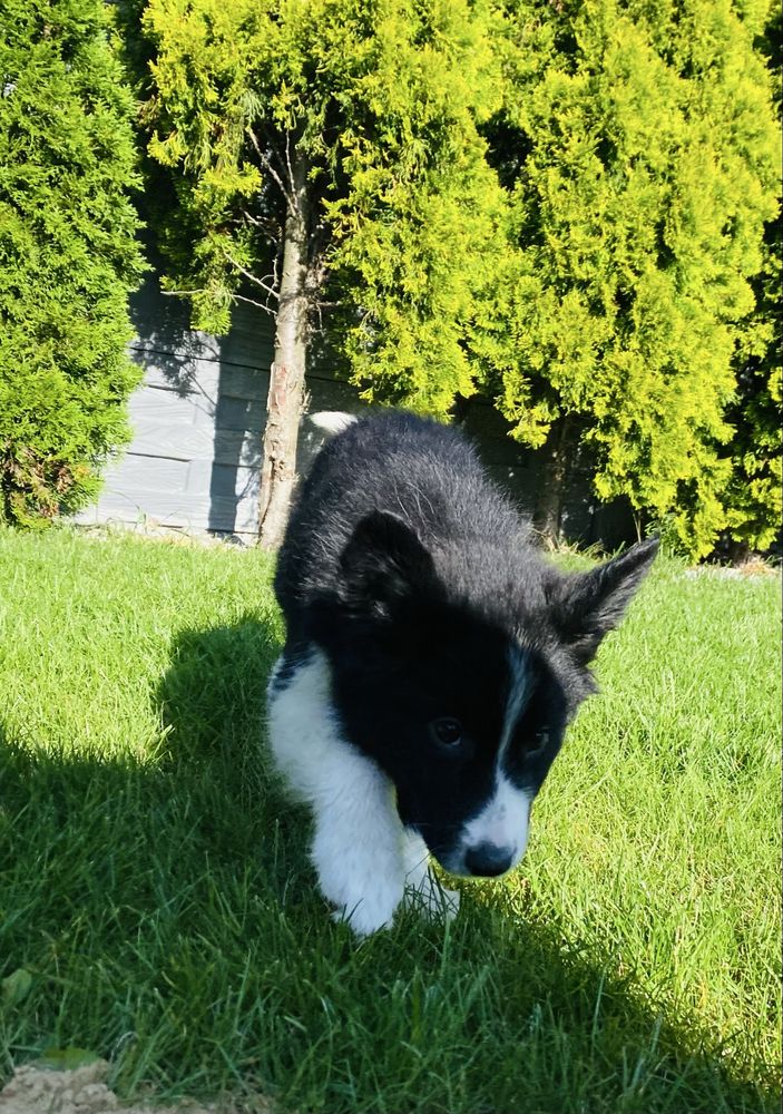 Border collie zapraszam