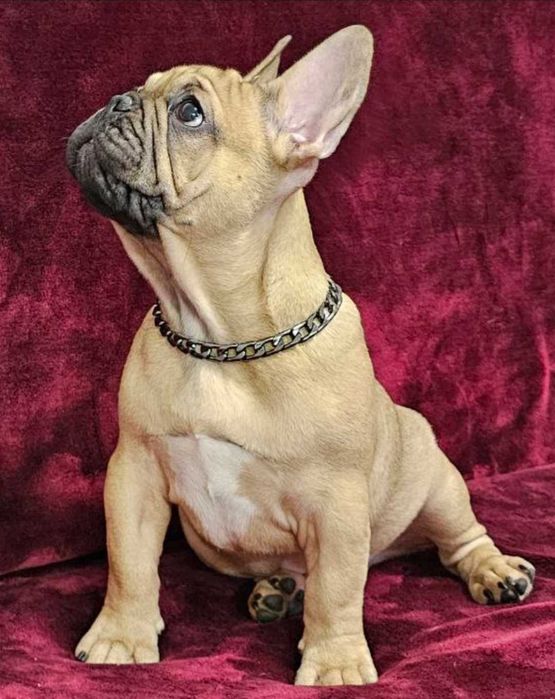 Французького бульдога  Французский бульдог