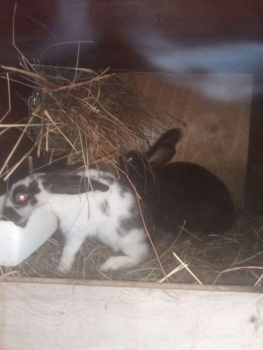 Kròliki rużne rasy