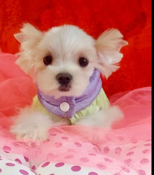 Мини крошка девочка, в теплом окрасе