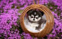 Chihuahua kolor huski