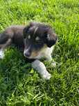 Owczarek szkocki collie