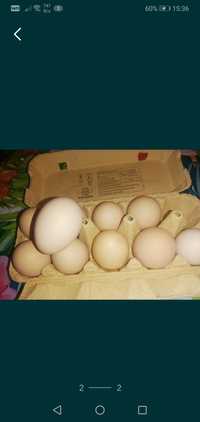Jajka wiejskie od własnych kur
