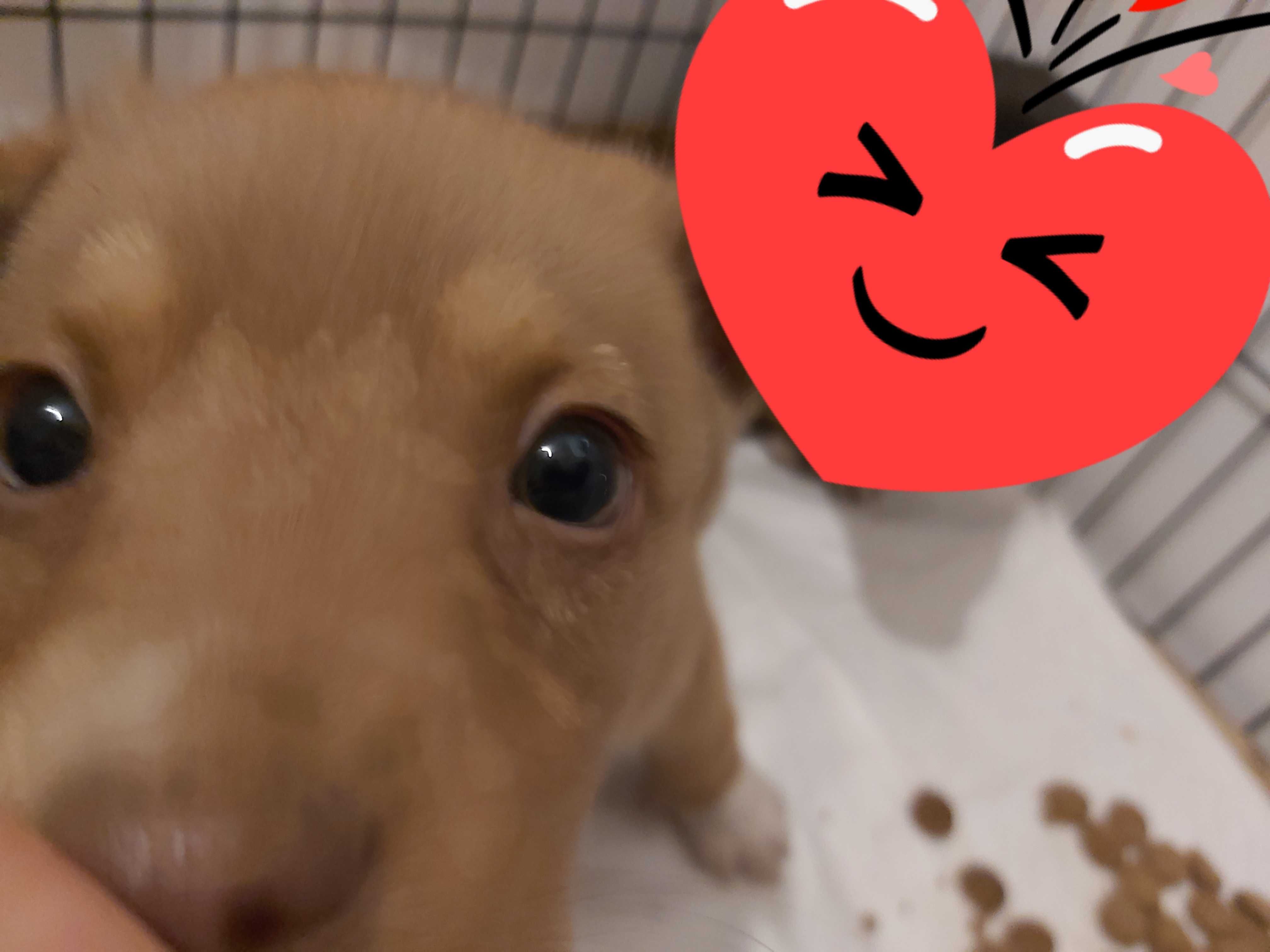 Cudne samce mix labradora, miodowy i czarne  ok 20 kg docelowo