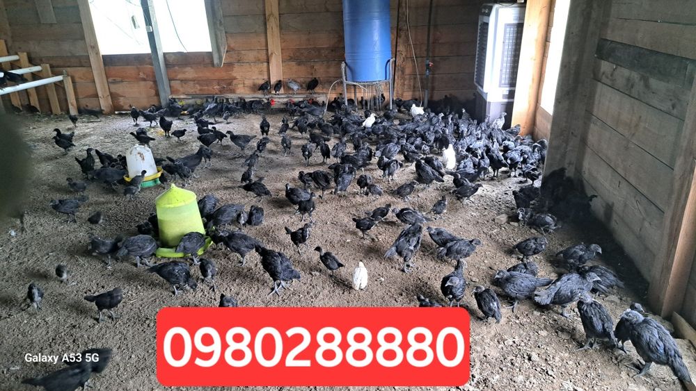 Продам куры Аям цемани